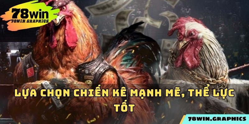 Lựa chọn chiến kê mạnh mẽ, thể lực tốt