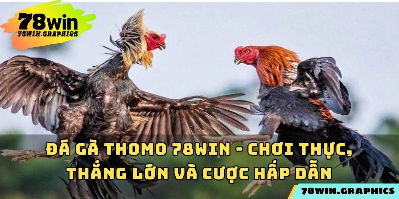 Đá Gà Thomo 78win