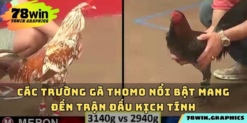 Các trường gà Thomo nổi bật mang đến trận đấu kịch tính