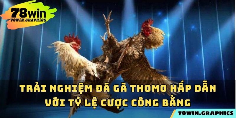 Trải nghiệm đá gà Thomo hấp dẫn với tỷ lệ cược công bằng